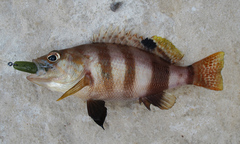 Serranus hepatus