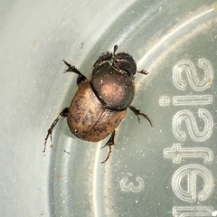 Onthophagus coenobita