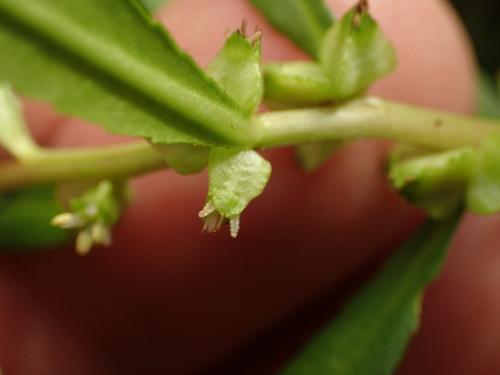 Proserpinaca palustris, photograph 3