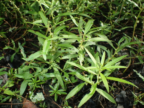 Proserpinaca palustris, photograph 2