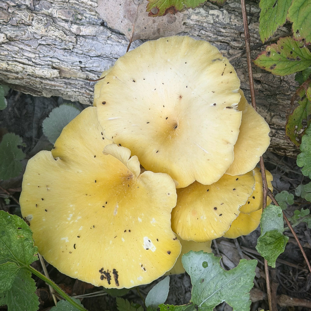 Golden Oyster Mushroom · September 2026 · photo: Photo: (c) Dan Vickers, some rights reserved (CC BY) · iNaturalist