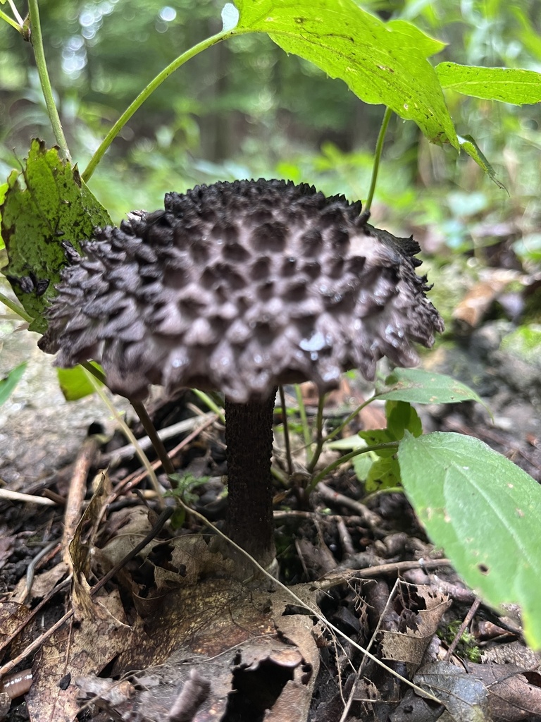 Old-man-of-the-woods · September 2026 · photo: Photo: no rights reserved · iNaturalist