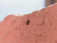 Eriopis connexa