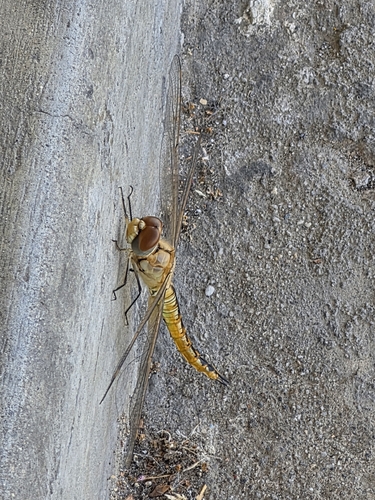 Wandering Glider
