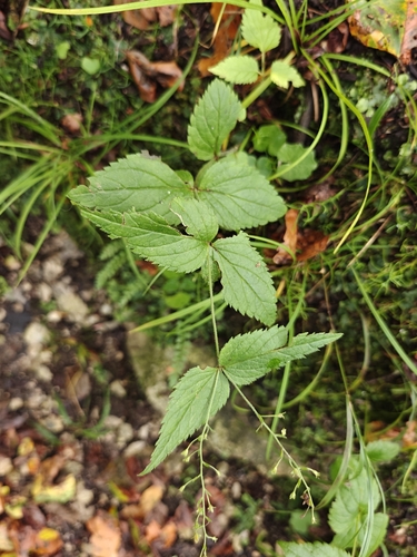 Veronica urticifolia, photograph 3