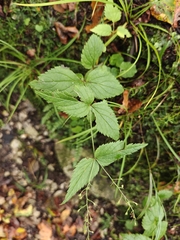 Veronica urticifolia, photograph author not stated, no rights reserved