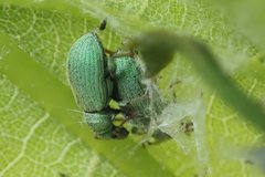 Phyllobius virideaeris