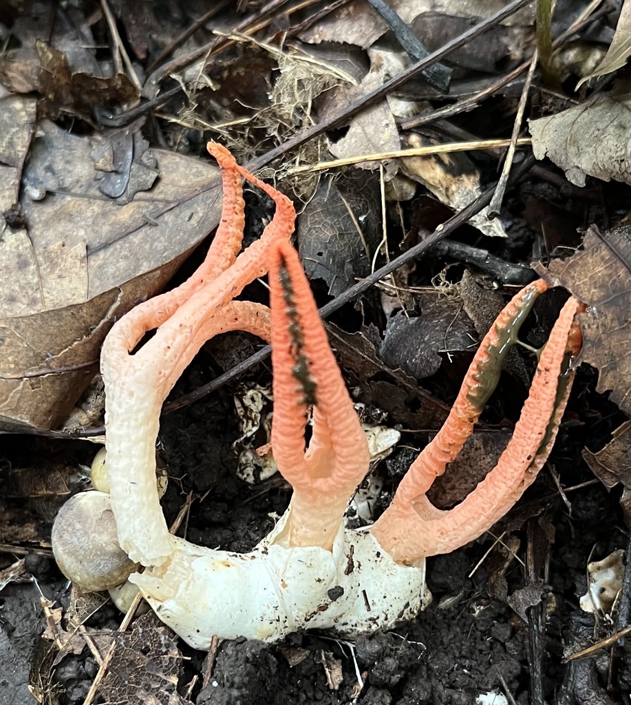 stinky squid · September 2026 · photo: Photo: no rights reserved · iNaturalist