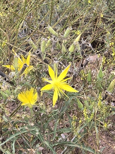 Giant Blazingstar