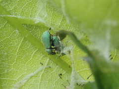 Phyllobius virideaeris