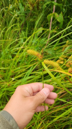 Carex lurida, photograph 3