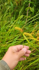 Carex lurida, photograph (c) Patrick Jackson, some rights reserved (CC BY)