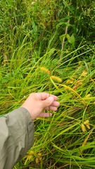Carex lurida, photograph (c) Patrick Jackson, some rights reserved (CC BY)