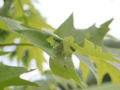 Phyllobius virideaeris