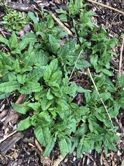 Pedicularis lanceolata