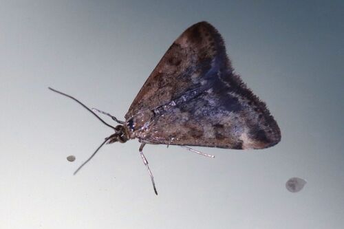 Straw-barred Pearl