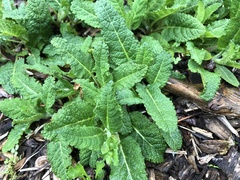 Pedicularis lanceolata
