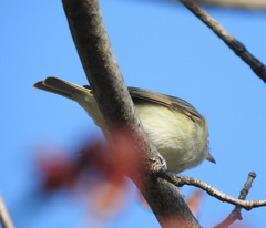 Vireo gilvus