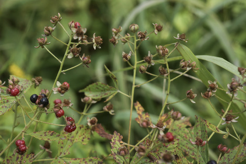 Rubus X tholiformis