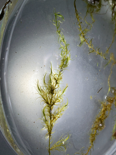 Sarmentypnum exannulatum observed 2026-09-02
