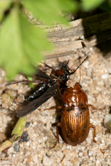 Amara fulva