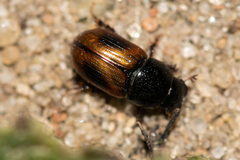Phaeaphodius rectus