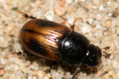 Phaeaphodius rectus
