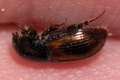 Phaeaphodius rectus
