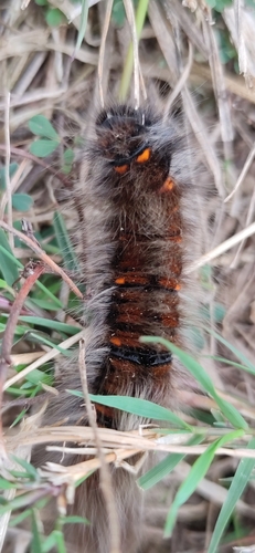 Fox Moth