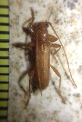 Axinopalpis gracilis