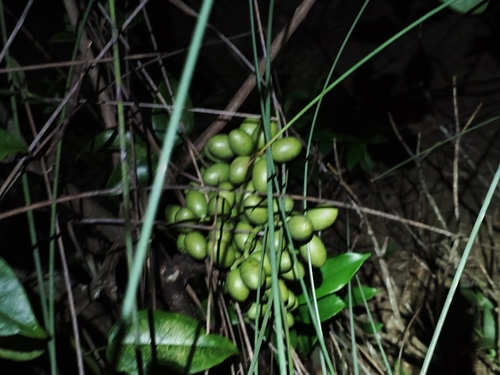 Gnetum observed 2026-09-02