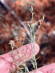 Erigeron divaricatus