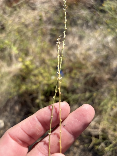 Thymelaea passerina