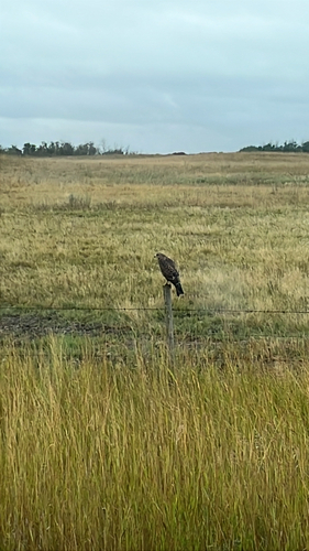 Swainson's Hawk