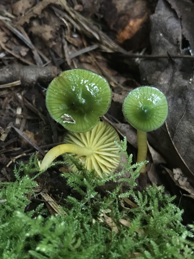 Parrot Mushroom · September 2026 · photo: Photo: (c) Matthew Rozanoff, some rights reserved (CC BY) · iNaturalist