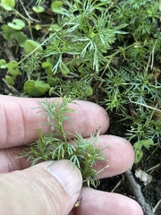Cyclospermum leptophyllum, photograph (c) Sam Kieschnick, some rights reserved (CC BY)