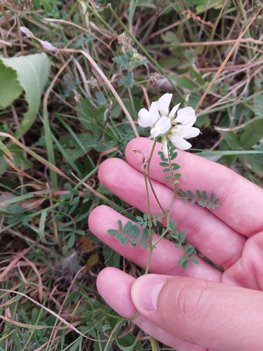 purple crownvetch