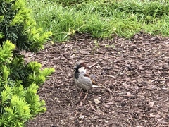 Passer domesticus