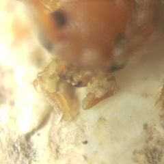 Axinopalpis gracilis