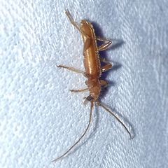 Axinopalpis gracilis