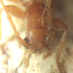 Axinopalpis gracilis