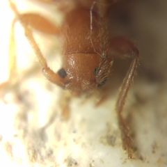 Axinopalpis gracilis