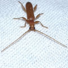 Axinopalpis gracilis