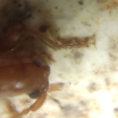 Axinopalpis gracilis