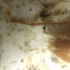 Axinopalpis gracilis