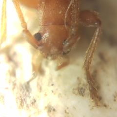 Axinopalpis gracilis