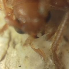 Axinopalpis gracilis