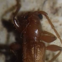 Axinopalpis gracilis