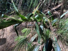 Tillandsia pastensis