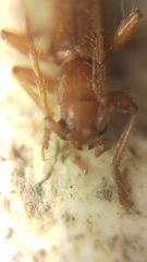 Axinopalpis gracilis